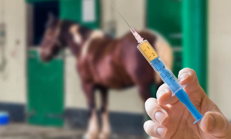 image of Retired Horse Veterinary Care